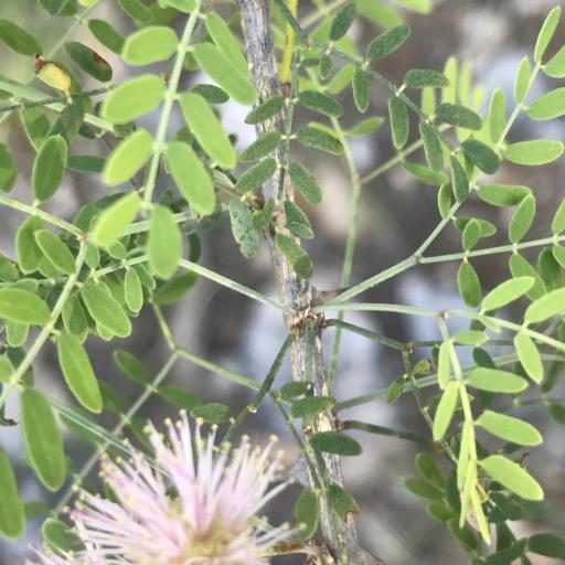 Mimosa borealis other
