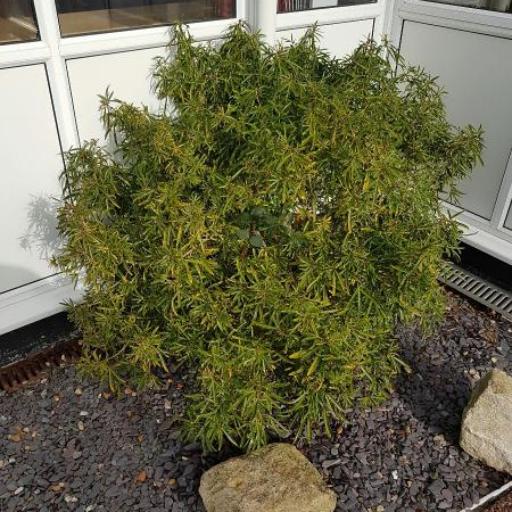 Choisya × dewitteana other