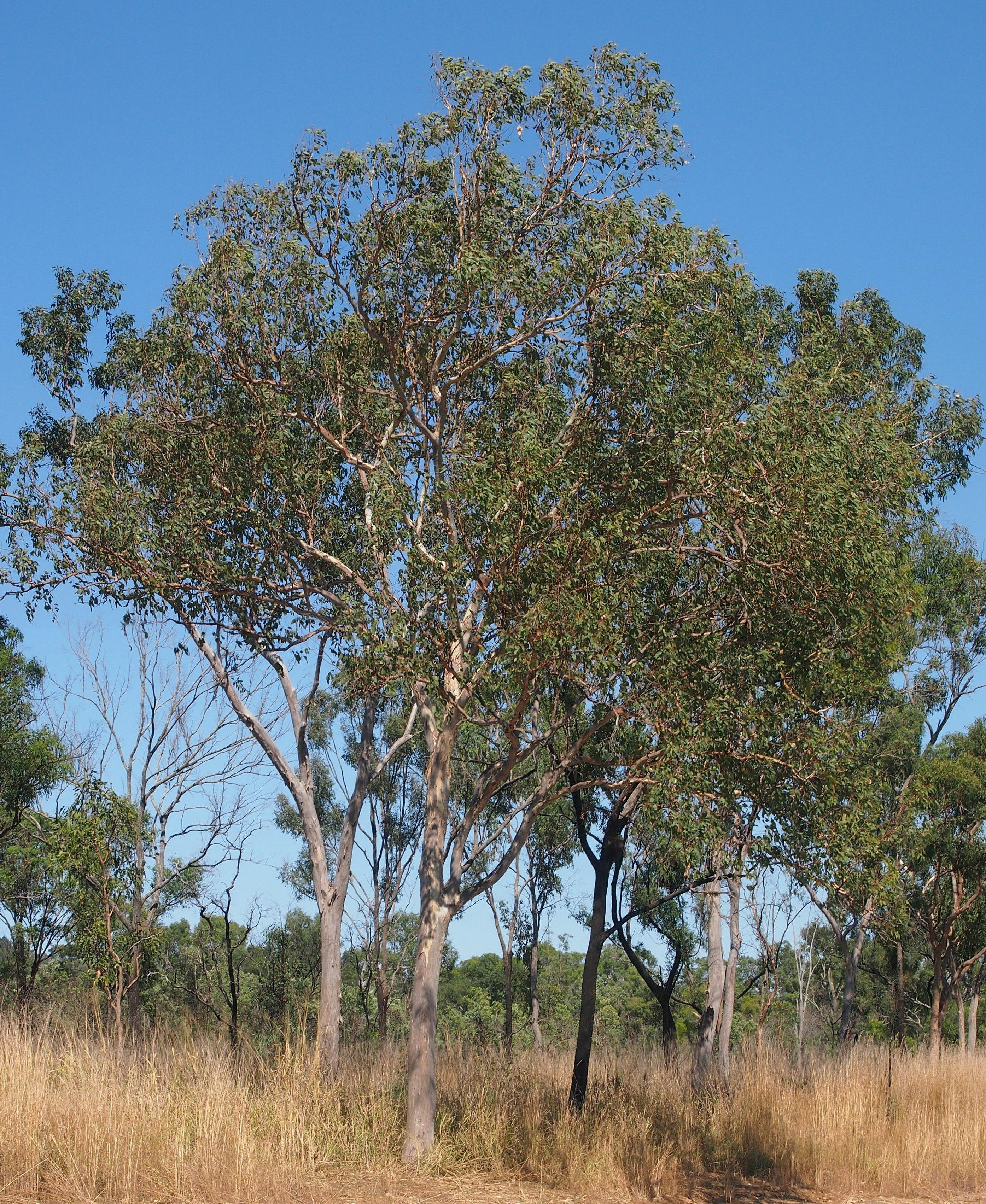 Eucalyptus platyphylla other