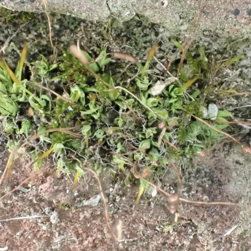 Tortula muralis — houseplant care guide