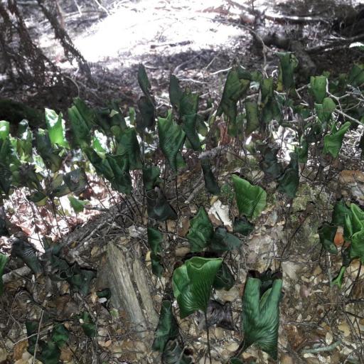 Hymenophyllum nephrophyllum — houseplant care guide