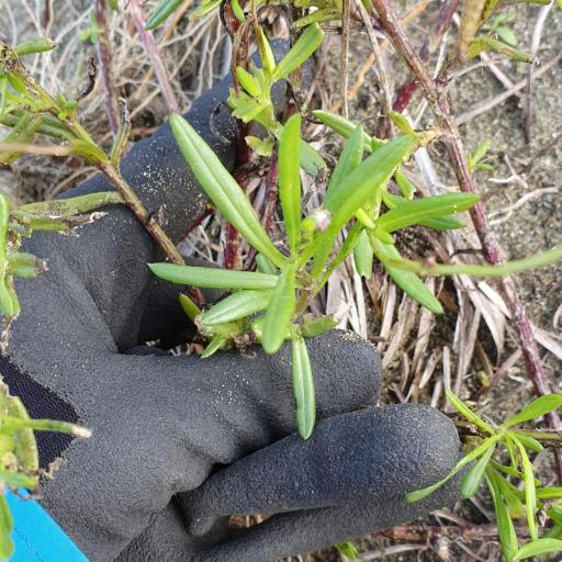 Senecio skirrhodon other