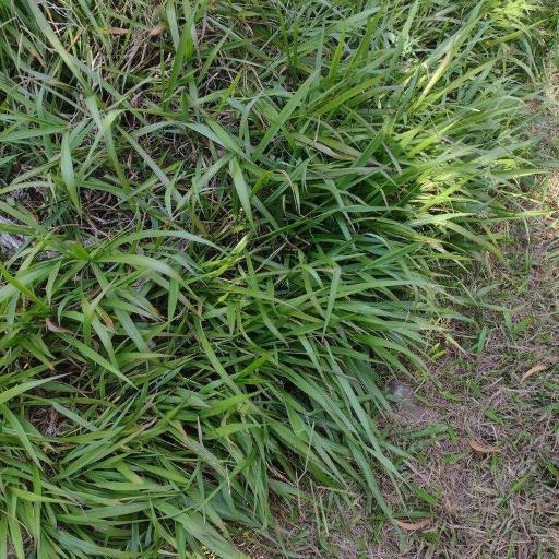 Paspalum mandiocanum — search result for 'Paspalum'