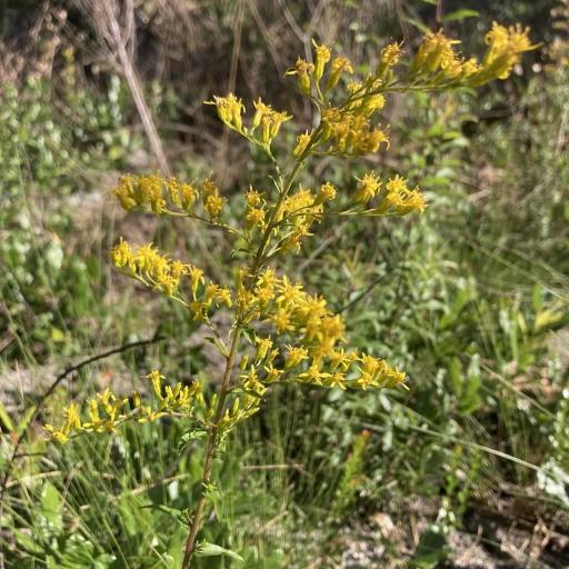 Solidago chapmanii — search result for 'Solidago'