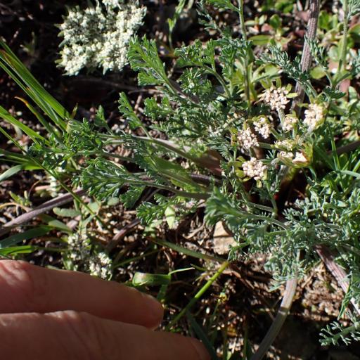 Lomatium macrocarpum — houseplant care guide
