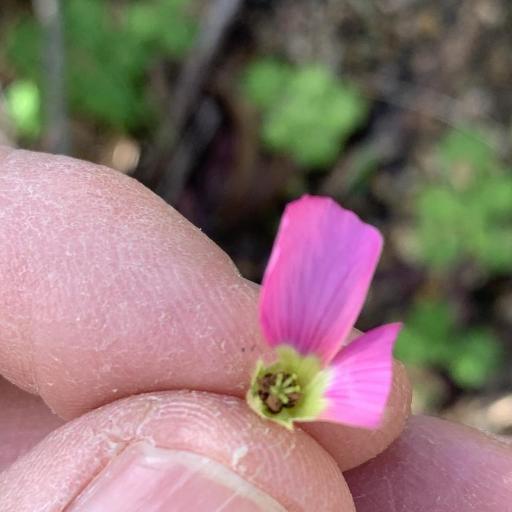 Oxalis lanata other