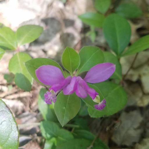 Polygaloides paucifolia — search result for 'Polygala'