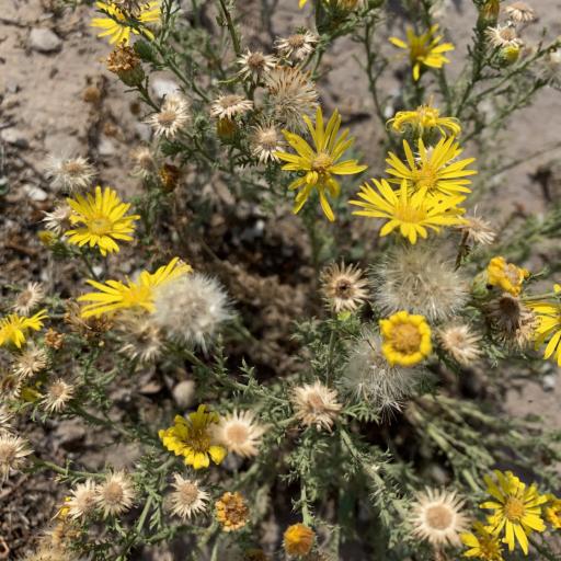 Xanthisma spinulosum other