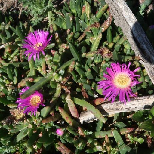 Carpobrotus rossii — search result for 'Carpobrotus'