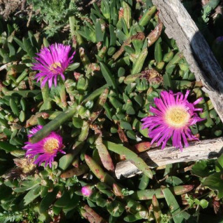 Carpobrotus rossii