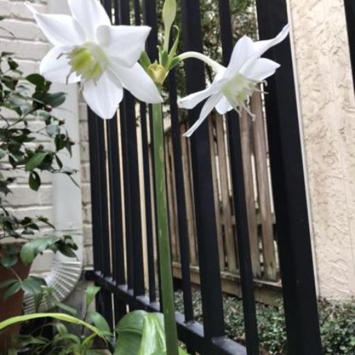 Urceolina × grandiflora other