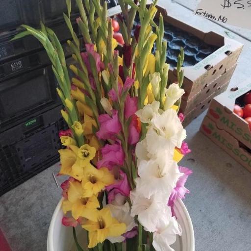 Gladiolus cardinalis other