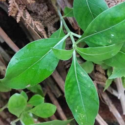 Coprosma lucida — houseplant care guide