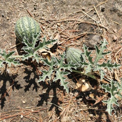 Apodanthera undulata — houseplant care guide