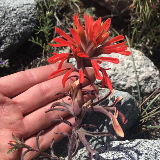 Castilleja chromosa other