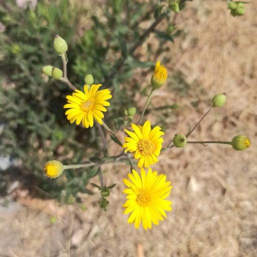 Heterotheca inuloides — related species from the same genus