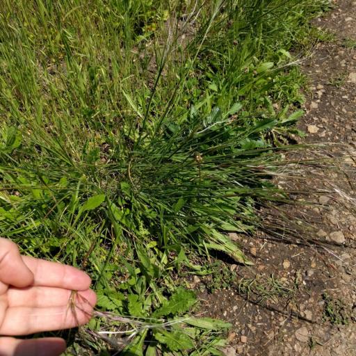 Nassella pulchra other