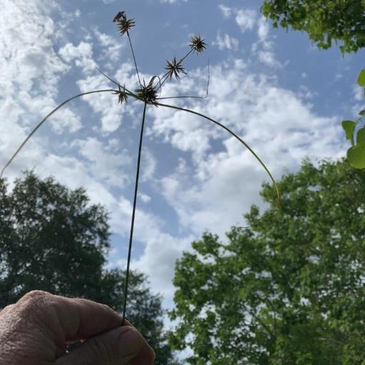 Cyperus retroflexus other