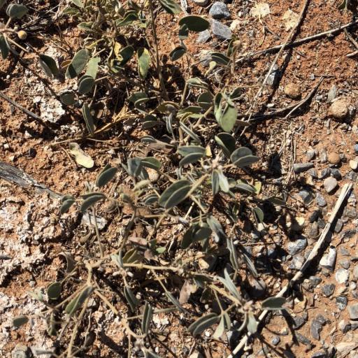 Senna bauhinioides — search result for 'Senna'