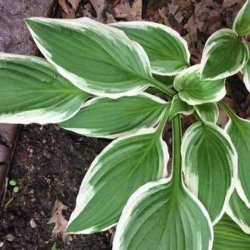 Hosta undulata other