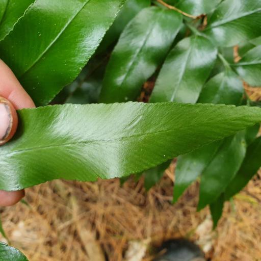 Asplenium oblongifolium other