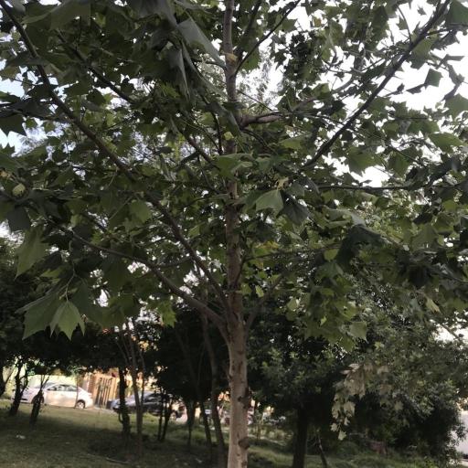 Platanus rzedowskii other