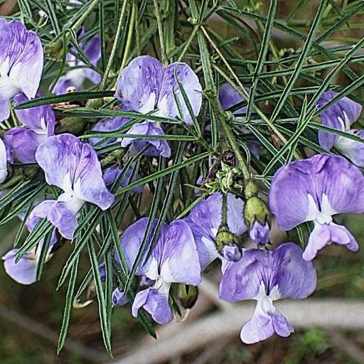 Psoralea arborea other