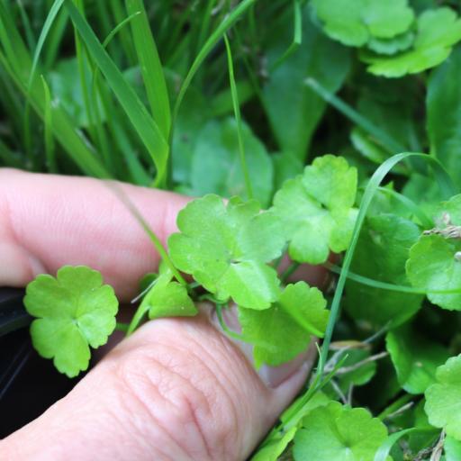 Hydrocotyle heteromeria — search result for 'Hydrocotyle'