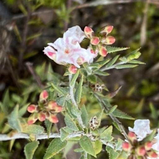 Leucopogon virgatus other