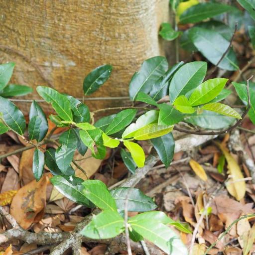 Malaisia scandens other