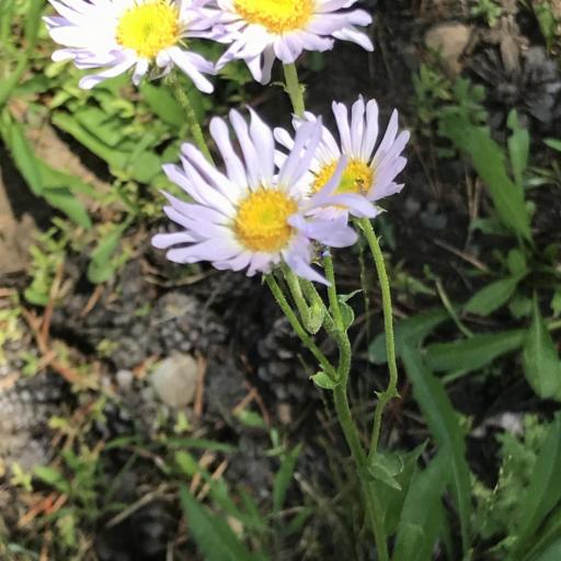Erigeron glacialis other