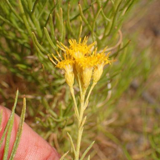 Ericameria arborescens other