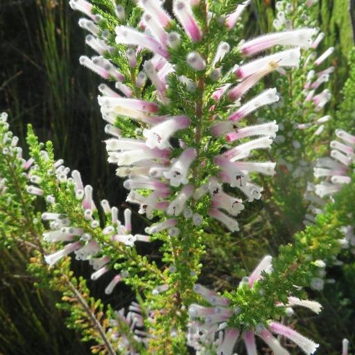 Erica perspicua other