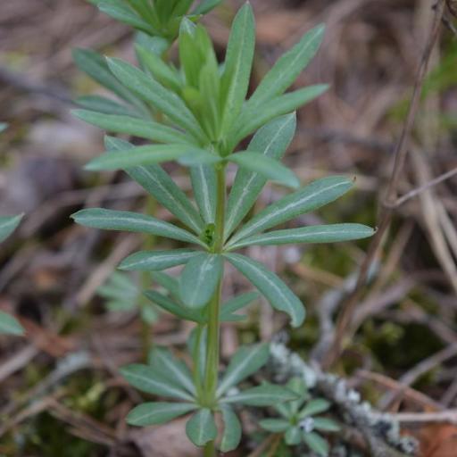 Galium intermedium other