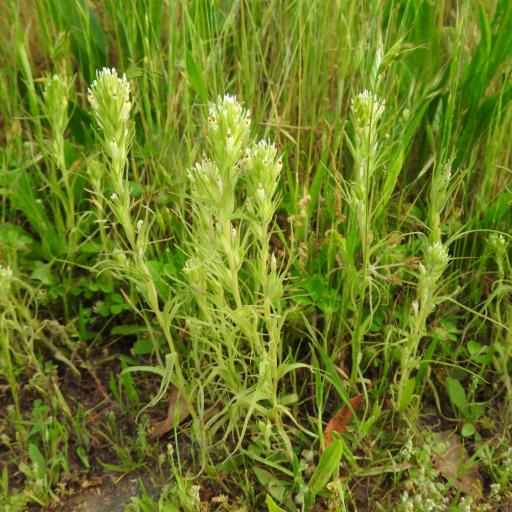 Castilleja attenuata other