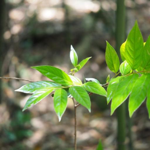 Diospyros eriantha — search result for 'Ebenaceae'