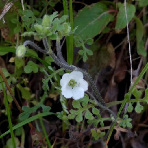 Nemophila heterophylla other