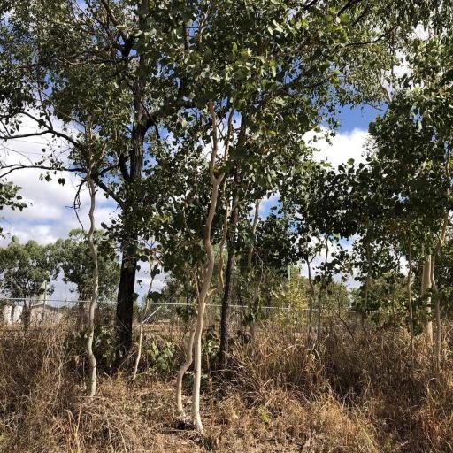 Eucalyptus platyphylla — houseplant care guide