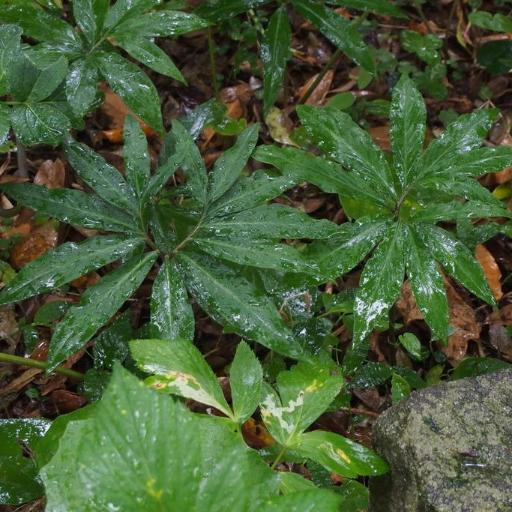 Arisaema thunbergii other
