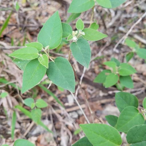 Croton fruticulosus — houseplant care guide