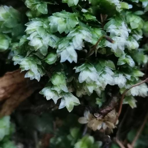 Hookeria lucens — houseplant care guide