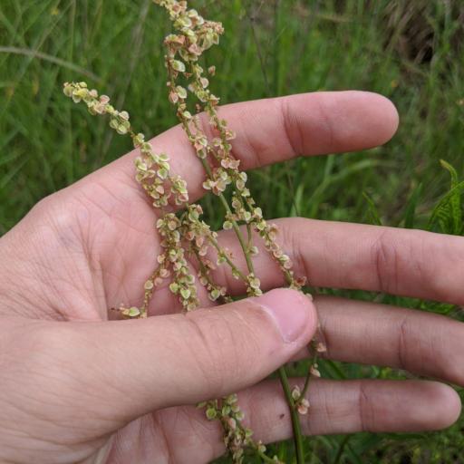 Rumex hastatulus — houseplant care guide