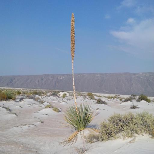 Dasylirion cedrosanum — related species from the same genus