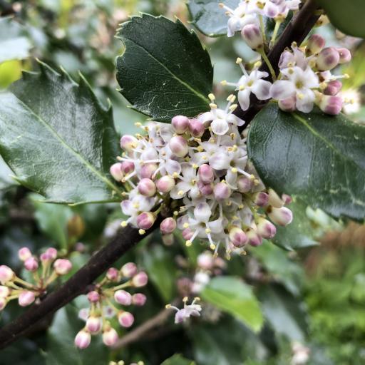 Ilex × meserveae other