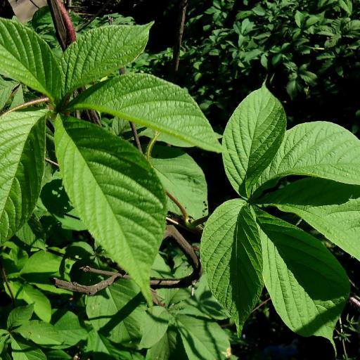 Distimake aegyptius — related species from the same genus