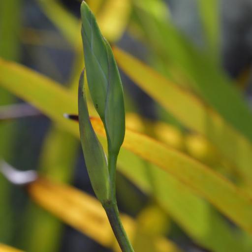 Orthoceras novae-zeelandiae — related species from the same genus