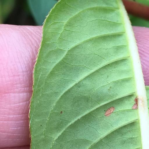 Persicaria extremiorientalis other