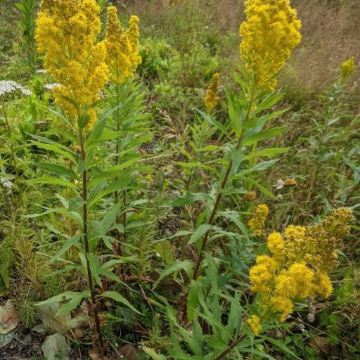 Solidago lepida other