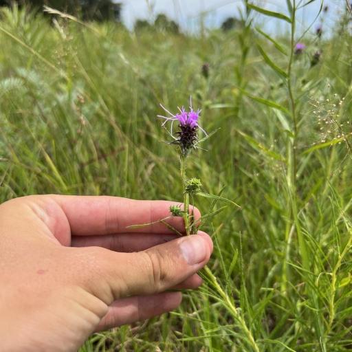 Liatris hirsuta other