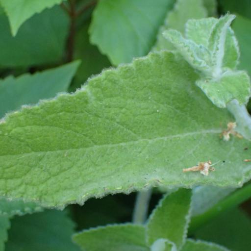 Stachys albens — houseplant care guide